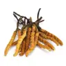 Cordyceps miniatuur