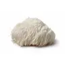 Lions Mane paddenstoel supplement miniatuur
