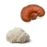 Een Reishi en Lions Mane paddenstoelproduct - Mushrooms4Life Myco-Zen Capsule (60 stuks), samen met een stukje schimmel, gepresenteerd op een wit oppervlak. miniatuur