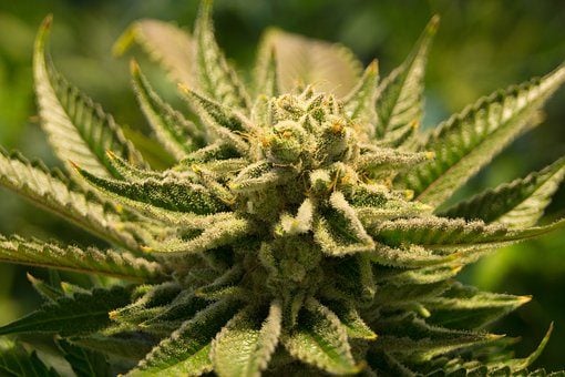 Wat zijn terpenen?