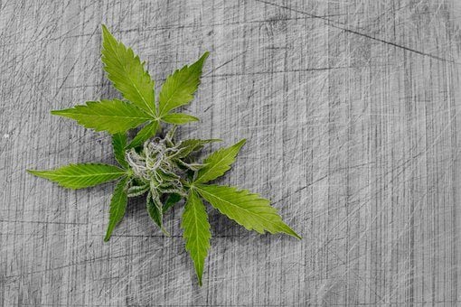 CBD olie Holland en Barret - De tuinen