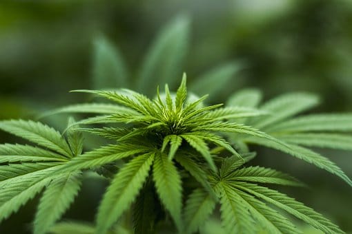 Aanbevolen dosering Medihemp gewijzigd