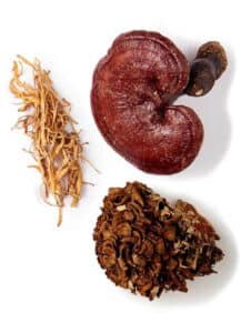 Reishi Cordyceps Maitake paddenstoel