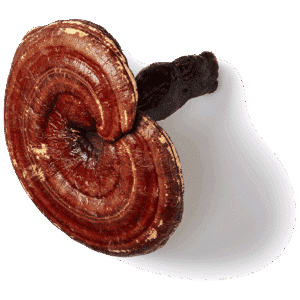 Reishi-paddenstoel