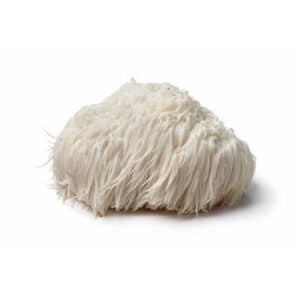 Lion's Mane paddenstoel als ingrediënt van Mushrooms4Life capsules