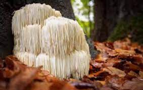 Hericium-erinaceus
