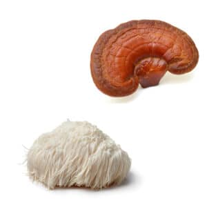 Mushrooms4Life Reishi en Lions Mane paddenstoelen