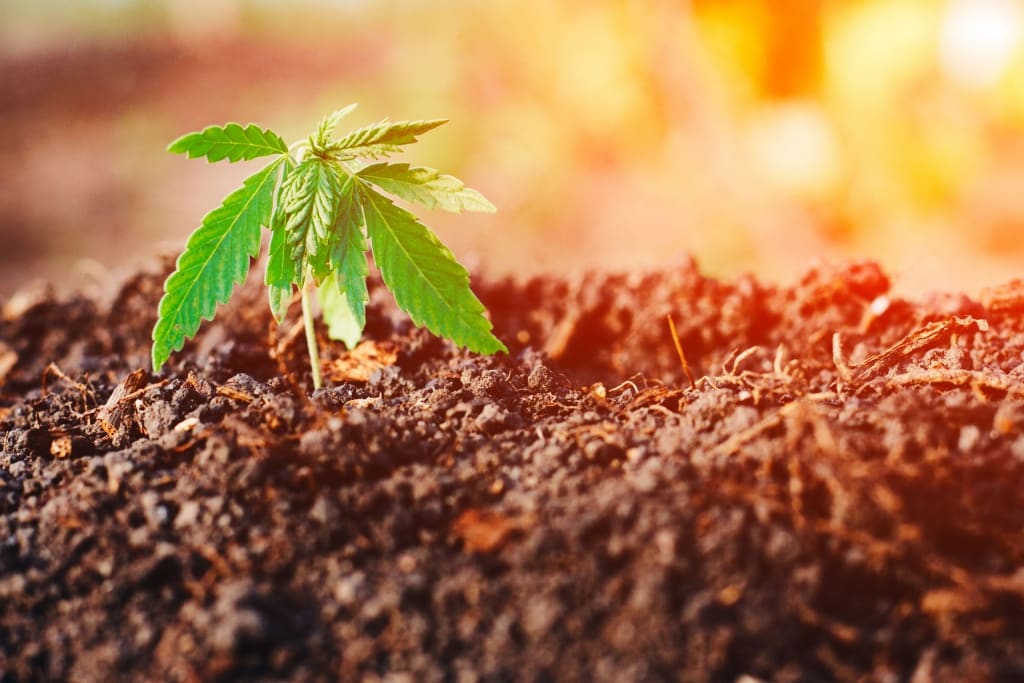 een kleine groene plant die uit de grond ontspruit.