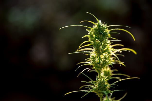 een close-up van een plant met een wazige achtergrond.