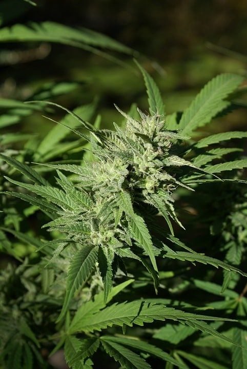 een close-up van een groene plant in een veld.