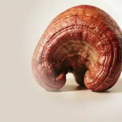 Een close-up van een enkele gedroogde reishi-paddenstoel met een gebogen, roodbruine hoed op een effen lichte achtergrond.