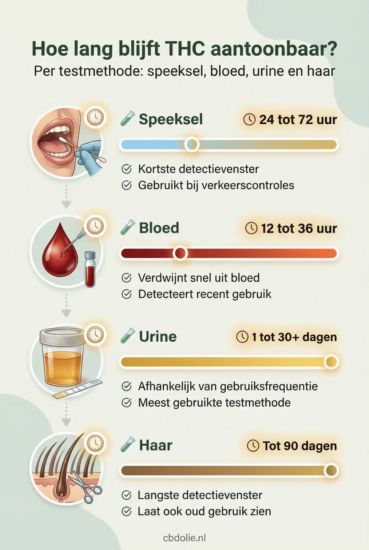 Infographic: hoe lang blijft THC aantoonbaar per testmethode, speeksel, bloed, urine en haar
