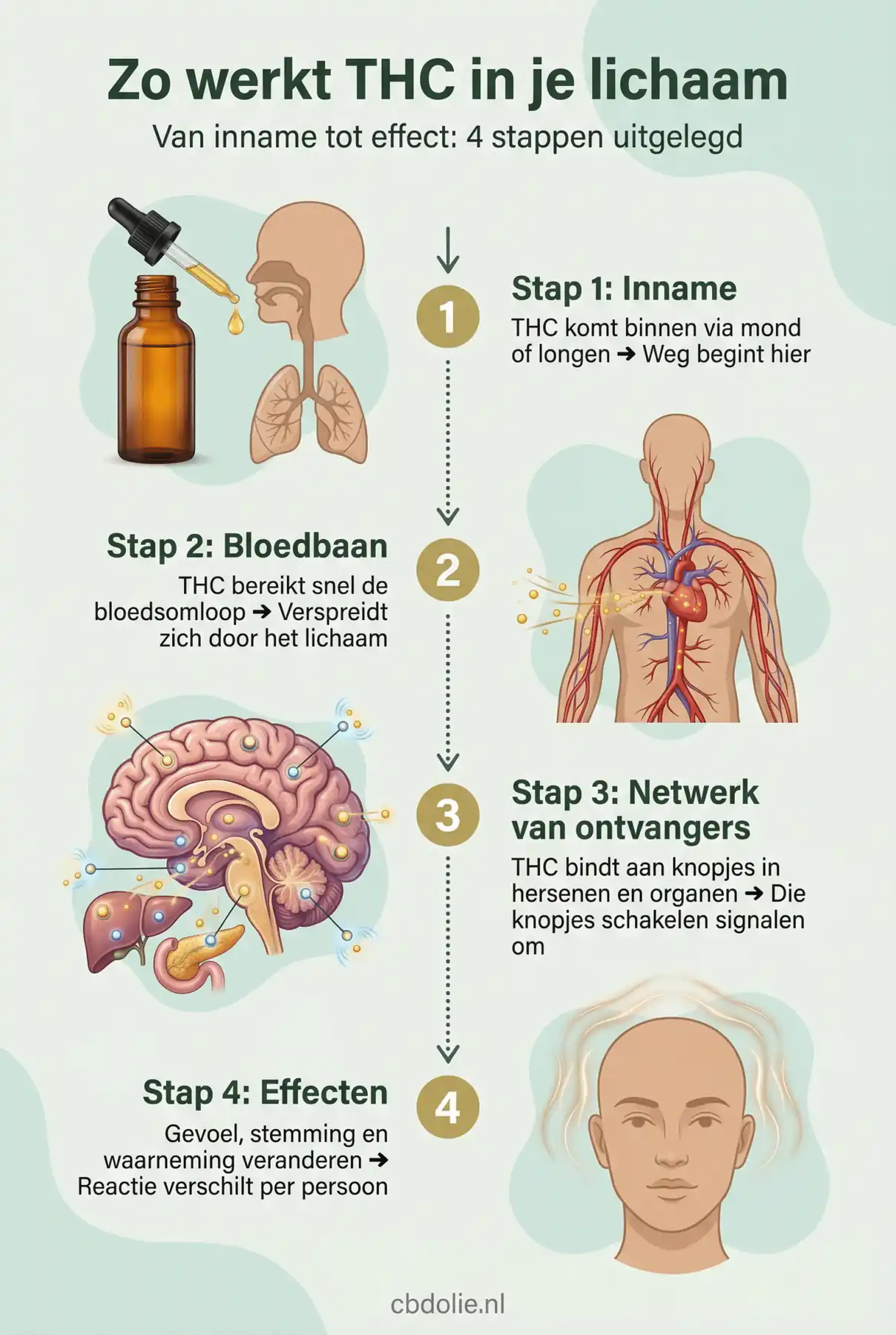 Infographic: hoe THC werkt in je lichaam, van inname tot effect in 4 stappen